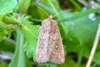 Mythimna albipuncta