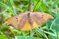 Watsonalla binaria
