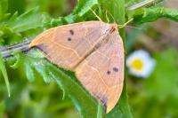 Watsonalla binaria