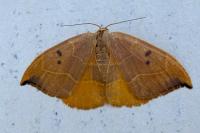 Watsonalla binaria
