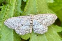 Idaea seriata