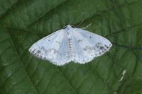 Lomographa temerata