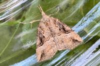 Hypena rostralis