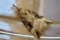 Hypena rostralis