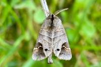 Clostera anachoreta