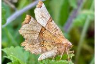 Selenia lunularia