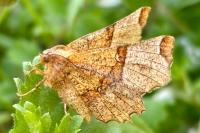 Selenia lunularia