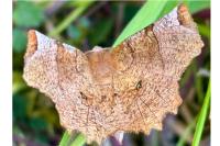 Selenia lunularia