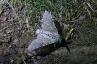 Cerura vinula