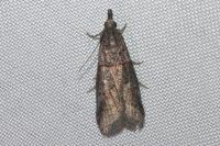 Acrobasis obliqua