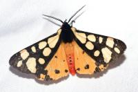 Arctia villica