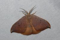 Watsonalla uncinula