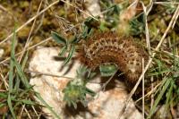 Cymbalophora pudica