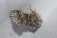 Amephana aurita