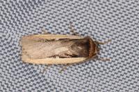 Ochropleura leucogaster