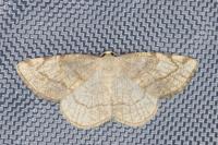 Stegania trimaculata