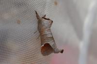 Clostera curtula