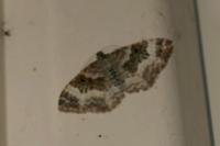Epirrhoe alternata