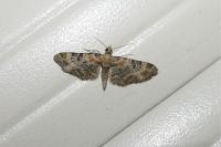 Eupithecia pulchellata