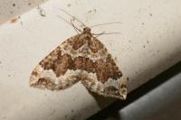 Lampropteryx suffumata