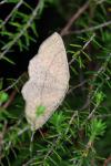 Cyclophora ruficiliaria