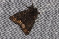 Catephia alchymista