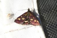Pyrausta purpuralis