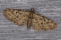 Eupithecia dodoneata