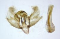 Charissa mucidaria