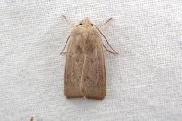 Mythimna sicula