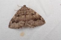 Triphosa dubitata
