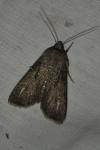 Agrotis segetum