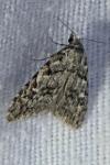 Nola cicatricalis