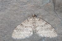 Trichopteryx carpinata