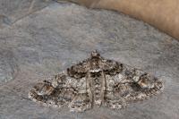 Cleora cinctaria
