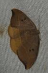 Watsonalla binaria