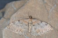 Rheumaptera cervinalis barbuti