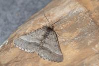 Isturgia murinaria
