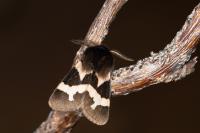 Watsonarctia deserta