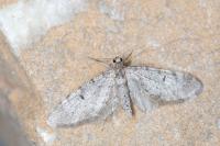 Eupithecia indigata