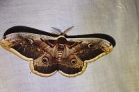 Saturnia pyri
