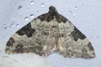 Xanthorhoe fluctuata