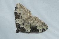 Xanthorhoe fluctuata