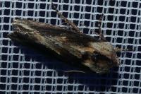 Egira conspicillaris