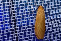 Wittia sororcula