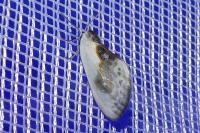 Cilix glaucata