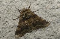 Lycia hirtaria