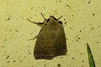 Orthosia cerasi