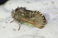 Cleonymia baetica baetica