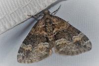 Perizoma bifaciata